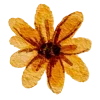 🌼