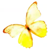 🦋