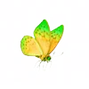 🦋