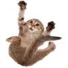 🫨