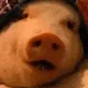 🐽