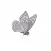 🦋
