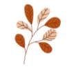 🍂