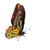 🦋