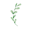 🍃
