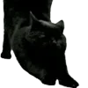 🐈