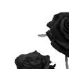 🌹
