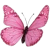 🦋