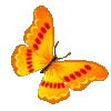 🦋