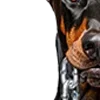 🐕