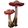 🌟