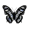 🦋