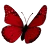 🦋