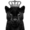 🐈‍⬛