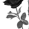 🌹