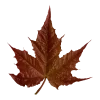 🍁