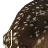 🌟