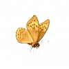 🦋