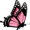 🦋