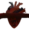🫀