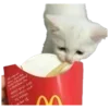 🐱