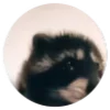 🦝