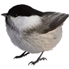 🐦‍⬛️