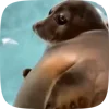 🦭