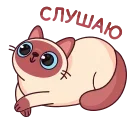 😼