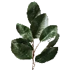 🍃