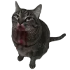 🐈‍⬛