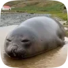 🦭