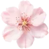 🌸