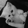 🐾