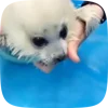 🦭