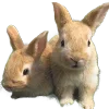 🐰