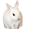 🐰