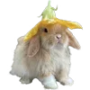 🐇