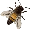 🐝