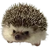 🦔
