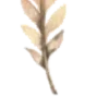 🍃