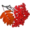 🍒