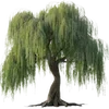 🌳