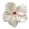 🌺