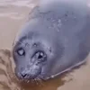 🥺