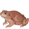 🐸