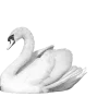 🦢