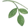 🌿