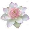 🌸