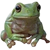 🐸
